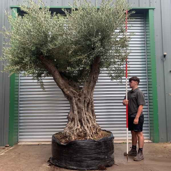 Stunning Ancient Branched Specimen Olive Fruit Tree 20174