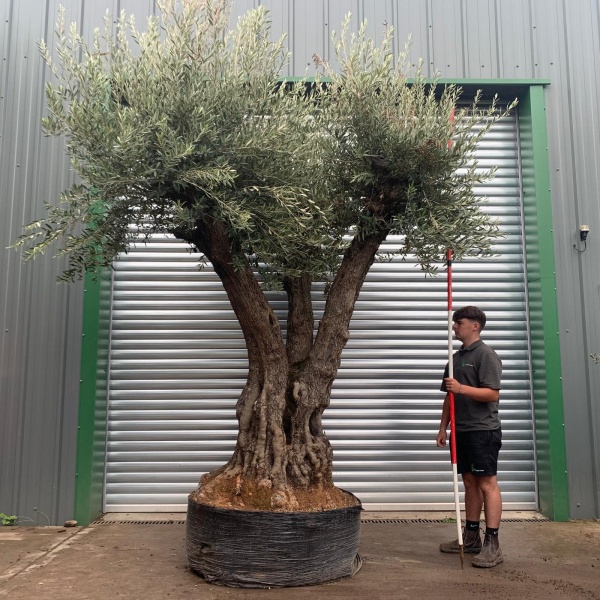 Amazing Ancient Triple Branched Specimen Olive Fruit Tree 20175