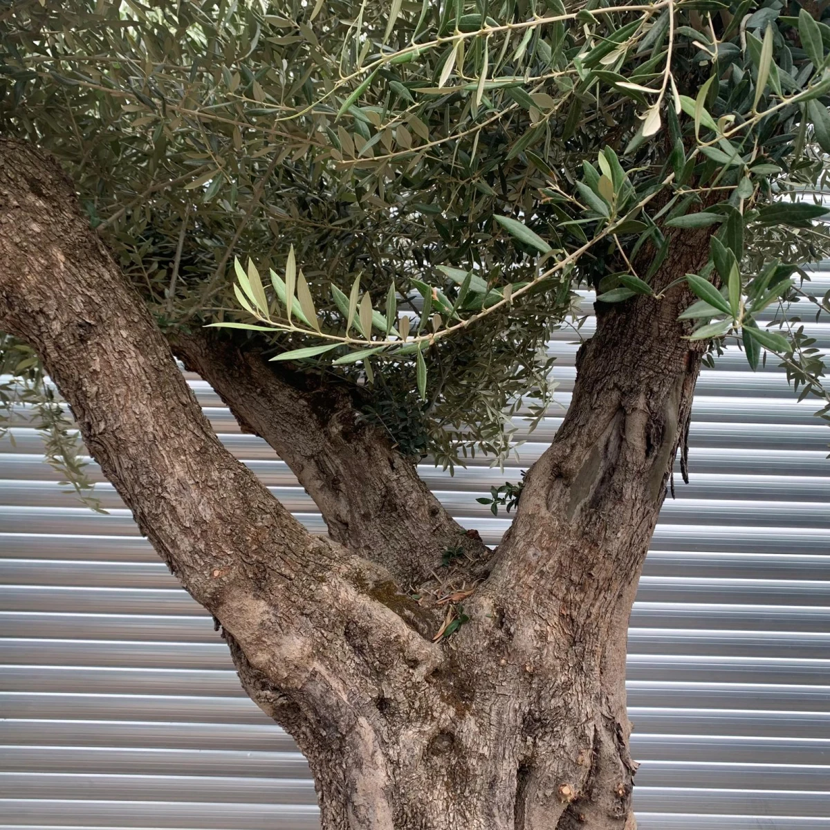 Amazing Ancient Triple Branched Specimen Olive Fruit Tree 20175 - Image 2