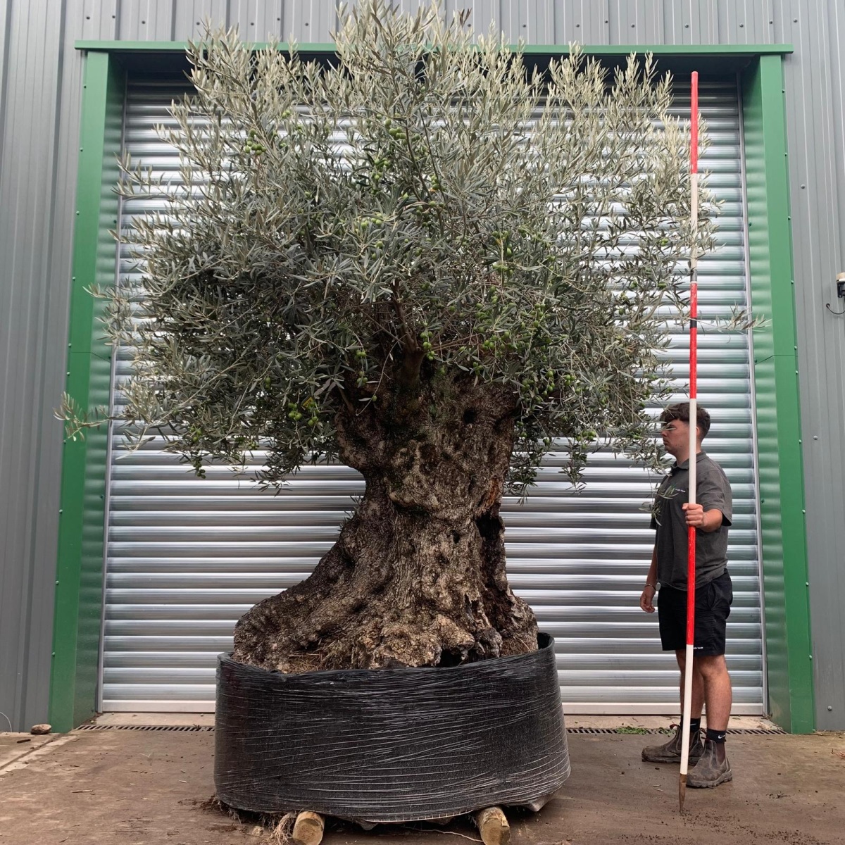 Amazing Ancient Specimen Showpiece Olive Fruit Tree 20176