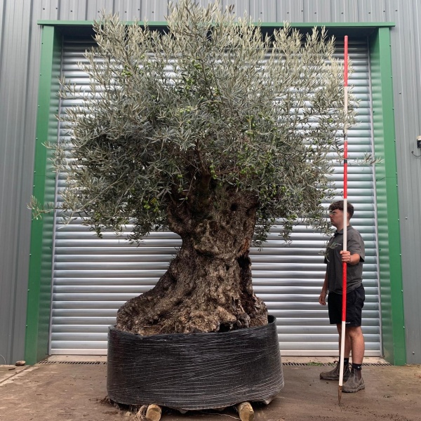 Amazing Ancient Specimen Showpiece Olive Fruit Tree 20176