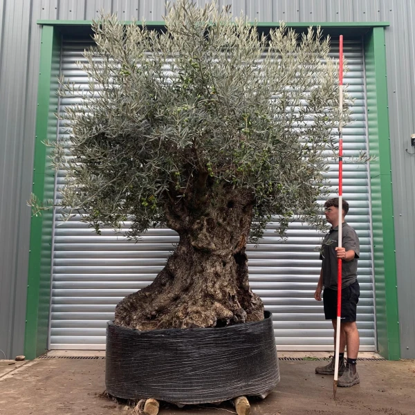 Amazing Ancient Specimen Showpiece Olive Fruit Tree 20176