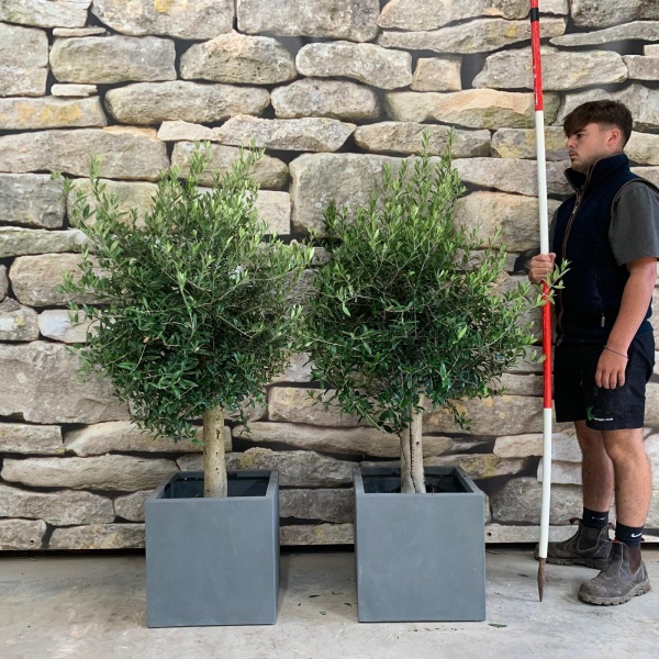 Super Mature DUO of Olive Fruit Trees with our 50cm Quality Fibre Clay Cubes 20251 52