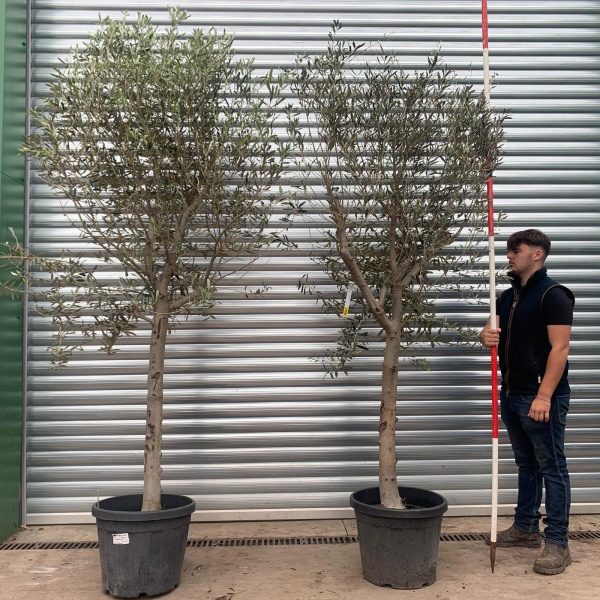 The Windsor Mature Olive Fruit Tree Specimen with Light Open Crown Buy One Get One FREE!  20333 34 (Copy)