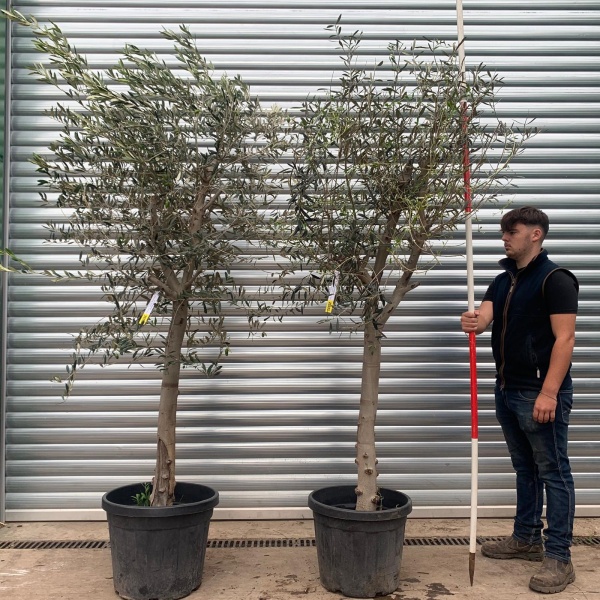 The Windsor Mature Olive Fruit Tree Specimen with Light Open Crown Buy One Get One FREE!  20333 34