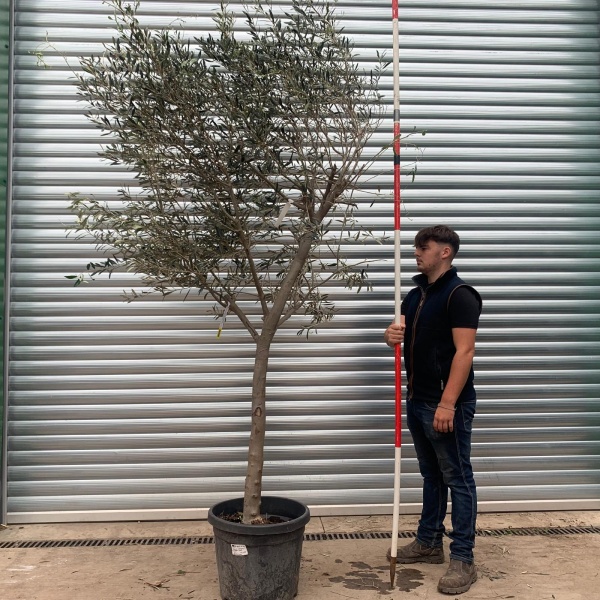 The Windsor Mature Olive Fruit Tree Specimen with Light Open Crown - 20336