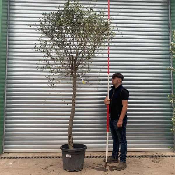 The Windsor Mature Olive Fruit Tree Specimen with Light Open Crown - 20337