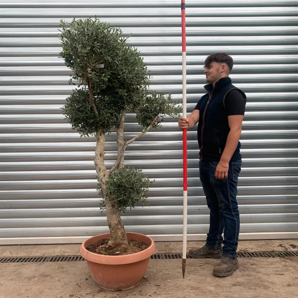 Architectural Clipped Feature Specimen Olive Fruit Tree in our Bowl Format 20450