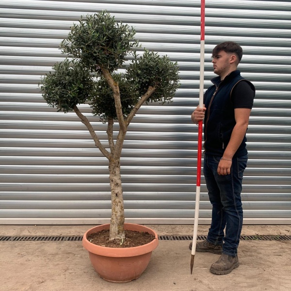 Architectural Clipped Feature Specimen Olive Fruit Tree in our Bowl Format 20454