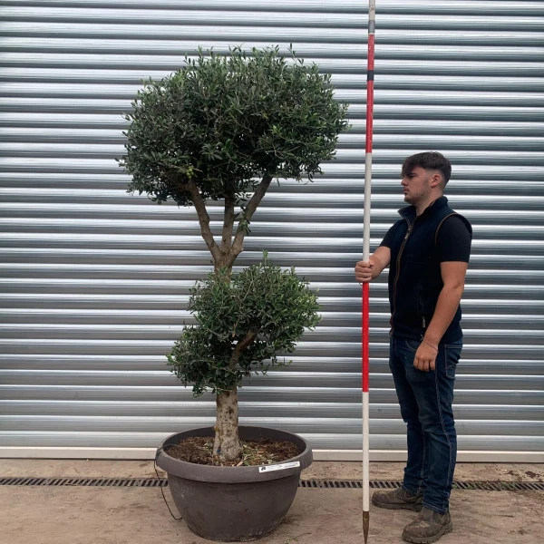 Architectural Clipped Feature Specimen Olive Fruit Tree in our Bowl Format 20455