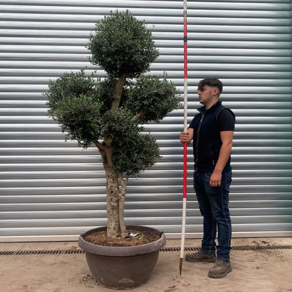 Architectural Clipped Feature Specimen Olive Fruit Tree in our Bowl Format 20456