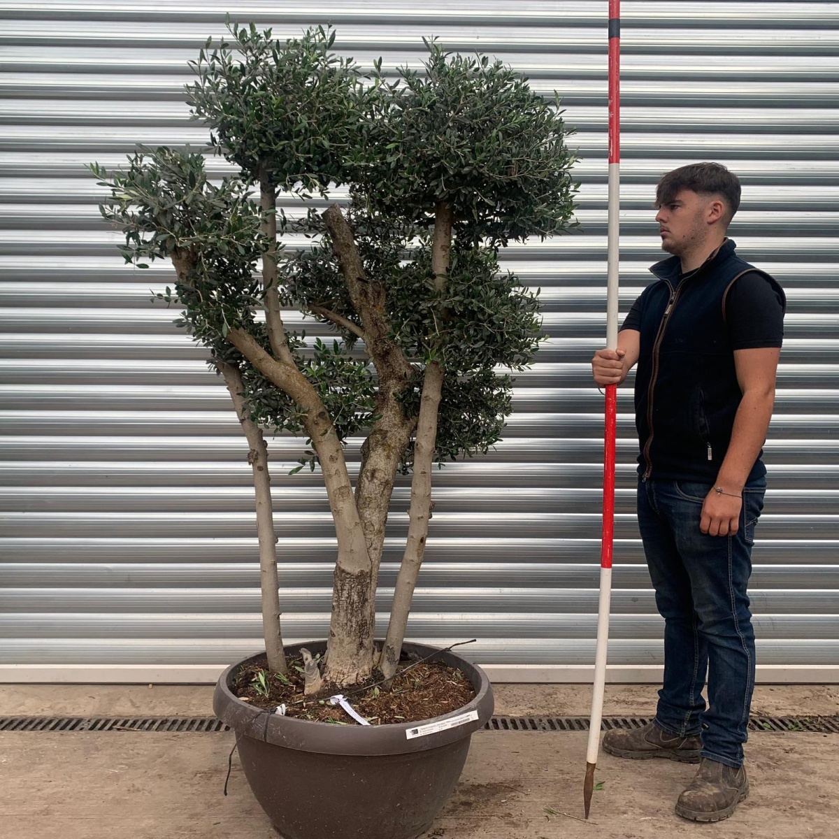 Architectural Clipped Feature Specimen Olive Fruit Tree in our Bowl Format 20457