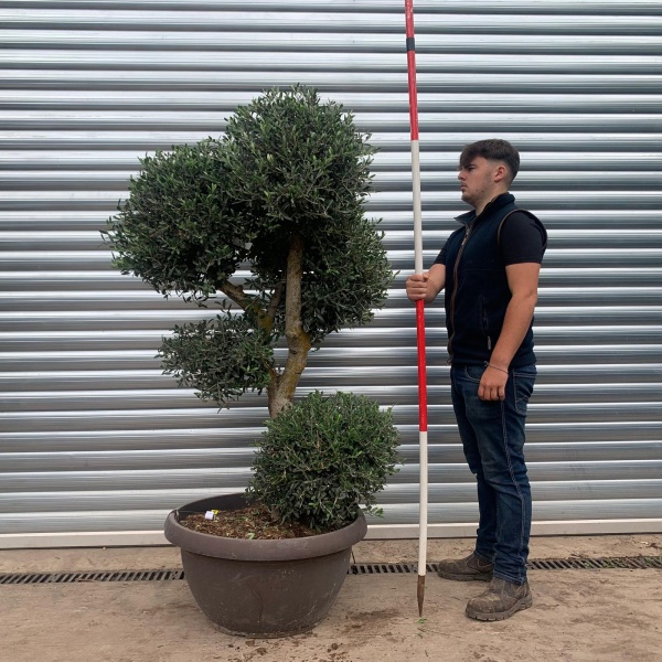 Architectural Clipped Feature Specimen Olive Fruit Tree in our Bowl Format 20458