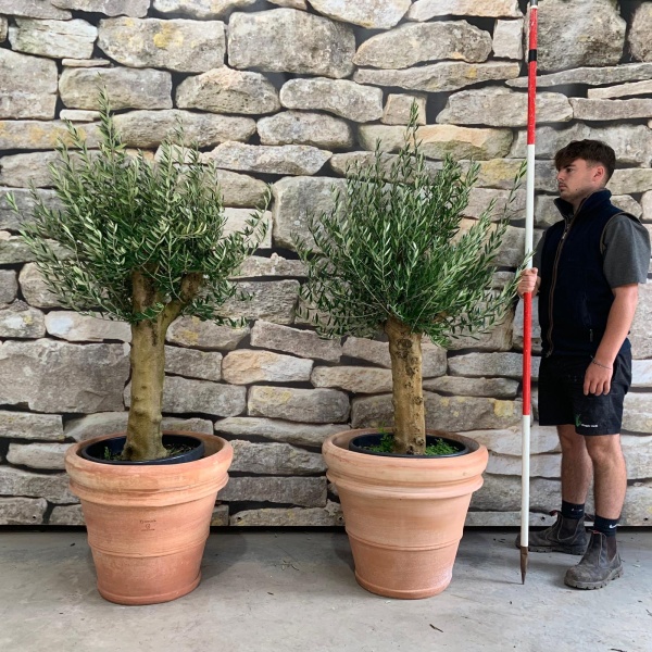 Super Mature Pair of Olive Fruit Trees with our Handmade 60cm Tuscan Terracotta 20490 91