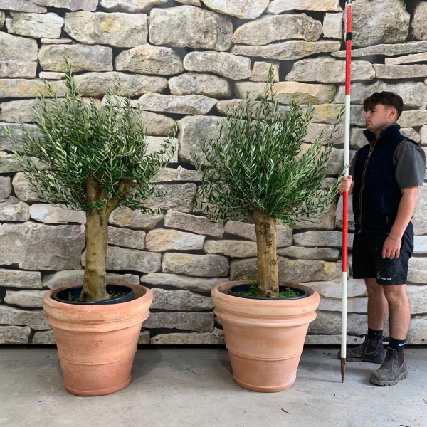 Super Mature Pair of Olive Fruit Trees with our Handmade 60cm Tuscan Terracotta 20490 91