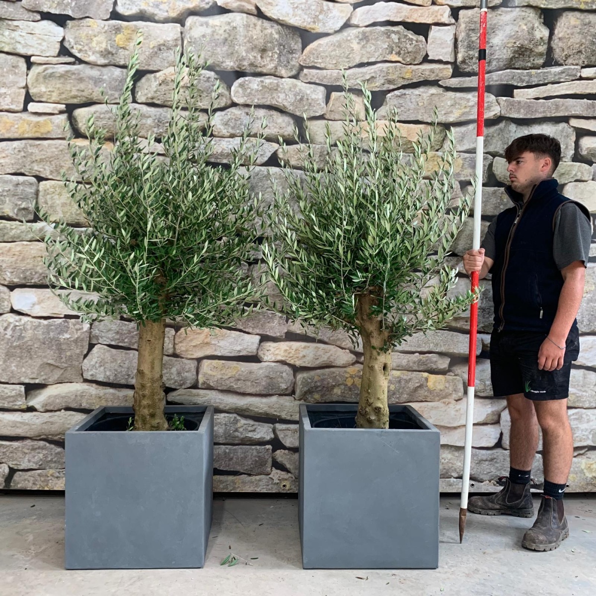 Super Mature DUO of Olive Fruit Trees with our 50cm Quality Fibre Clay Cubes 20492 93