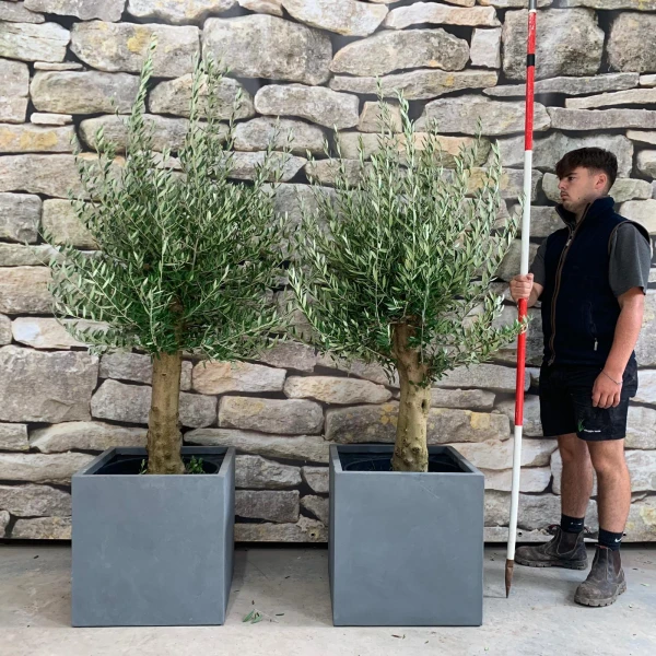 Super Mature DUO of Olive Fruit Trees with our 50cm Quality Fibre Clay Cubes 20492 93