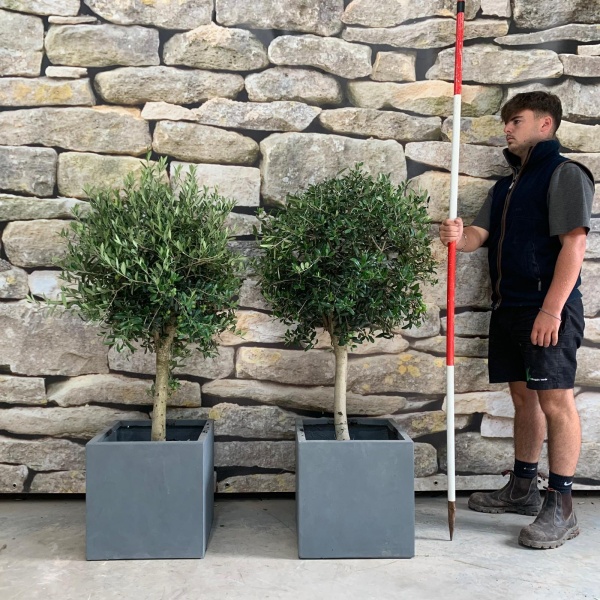 Super Pair of Olive Fruit Tree with our 50cm Quality Fibre Clay Cubes 20494 95