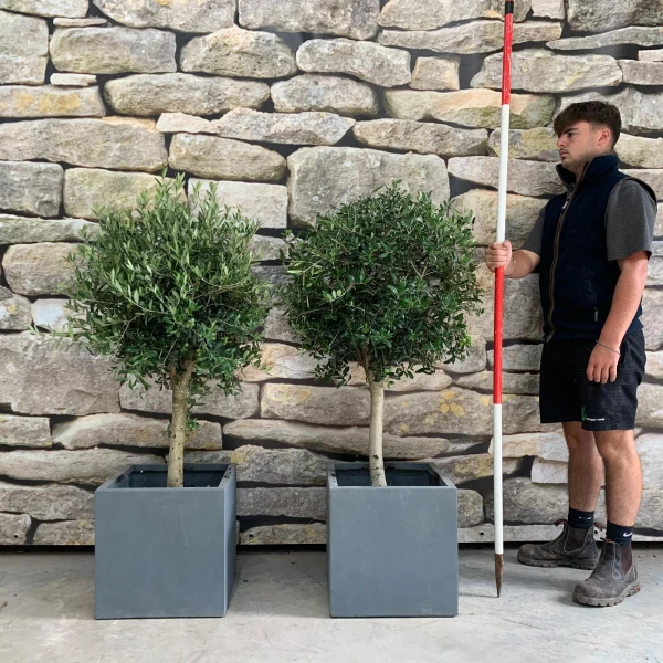 Super Pair of Olive Fruit Tree with our 50cm Quality Fibre Clay Cubes 20494 95