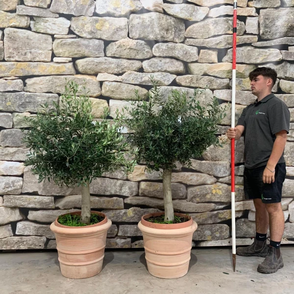 Super Pair of Mature Olive Fruit Tree with our 50cm Quality Terracotta 20499 500v