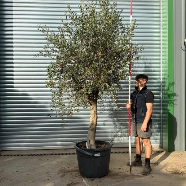 Lovely Specimen Olive Fruit Tree 20030