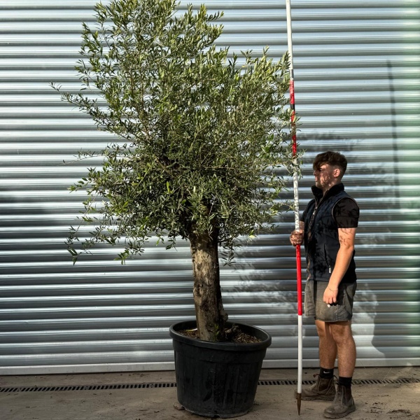 Super Specimen Olive Fruit Tree 20244