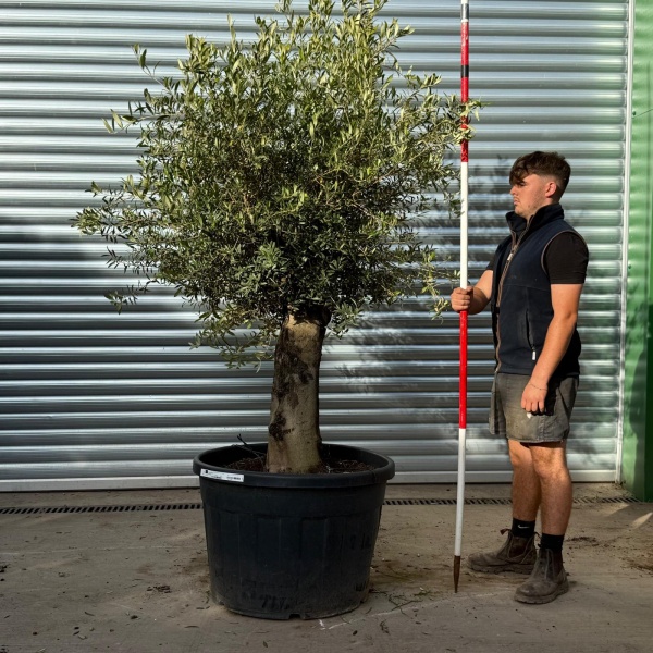 Super Specimen Olive Fruit Tree 20246