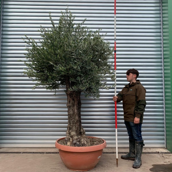 Super Specimen Olive Fruit Tree in our Bowl Format 20270