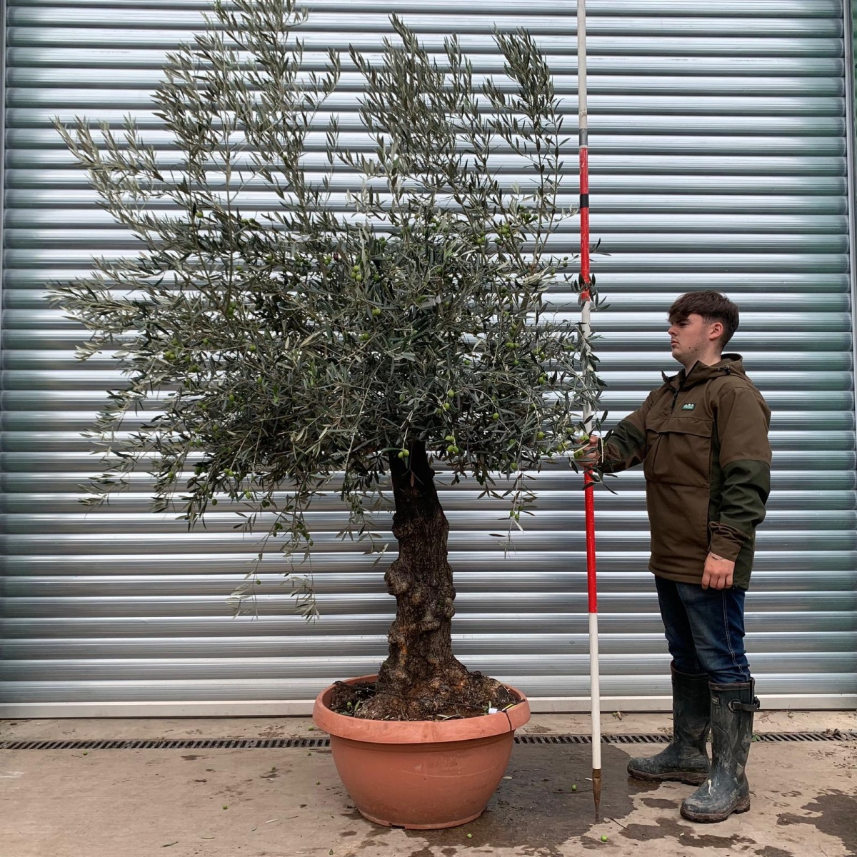 Super Specimen Olive Fruit Tree in our Bowl Format 20274