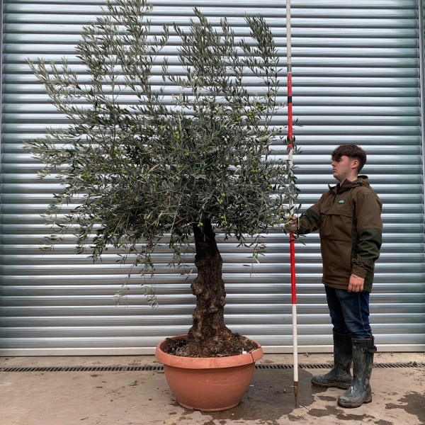 Super Specimen Olive Fruit Tree in our Bowl Format 20274