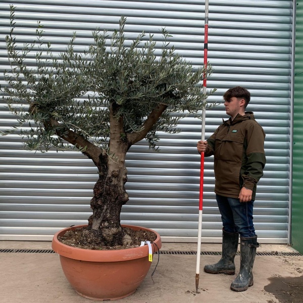 Beautiful Branched Specimen Olive Fruit Tree in our Bowl Format 20275