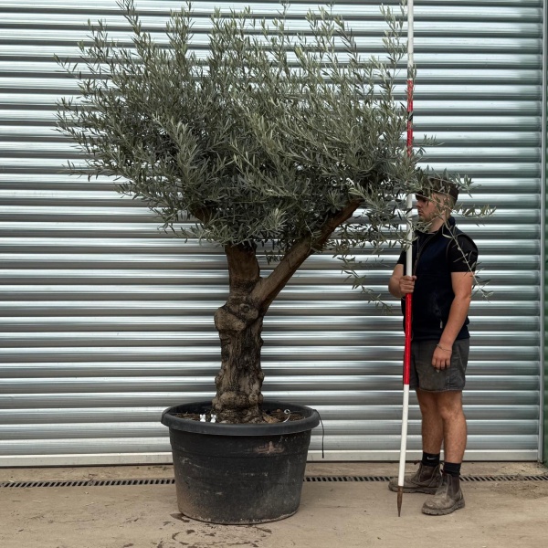 Super Branched Specimen Olive Fruit Tree 20287
