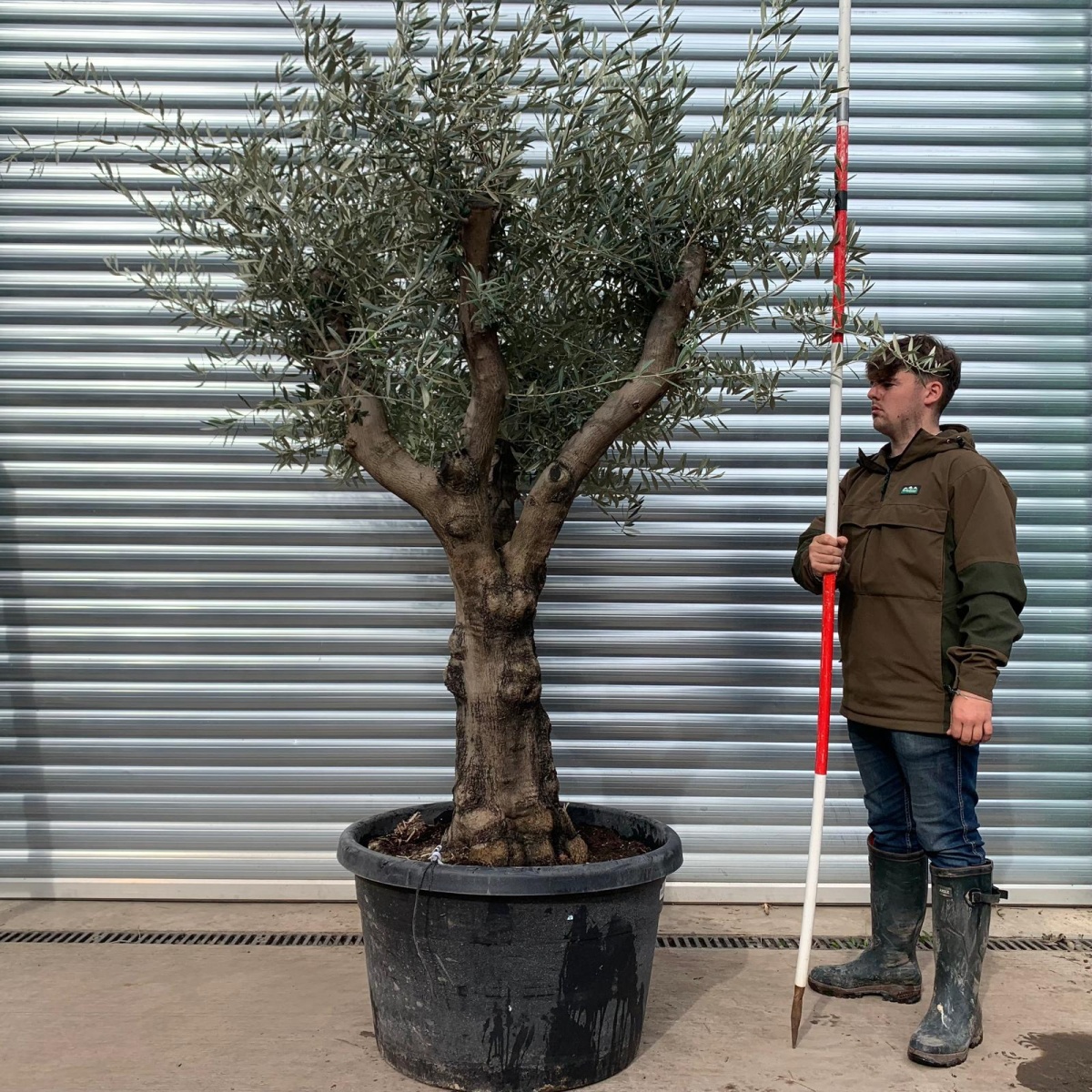 Lovely Branched Specimen Olive Fruit Tree 20288