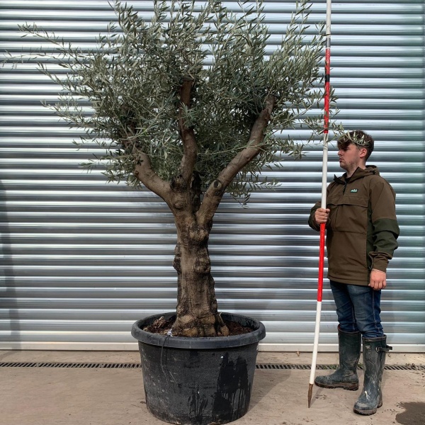 Lovely Branched Specimen Olive Fruit Tree 20288