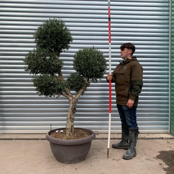 Architectural Clipped Feature Specimen Olive Fruit Tree in our Bowl Format 20292