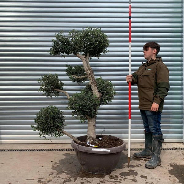 Architectural Clipped Feature Specimen Olive Fruit Tree in our Bowl Format 20294