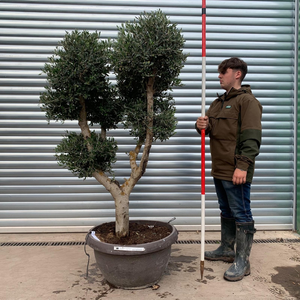 Architectural Clipped Feature Specimen Olive Fruit Tree in our Bowl Format 20295