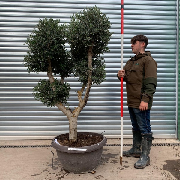 Architectural Clipped Feature Specimen Olive Fruit Tree in our Bowl Format 20295