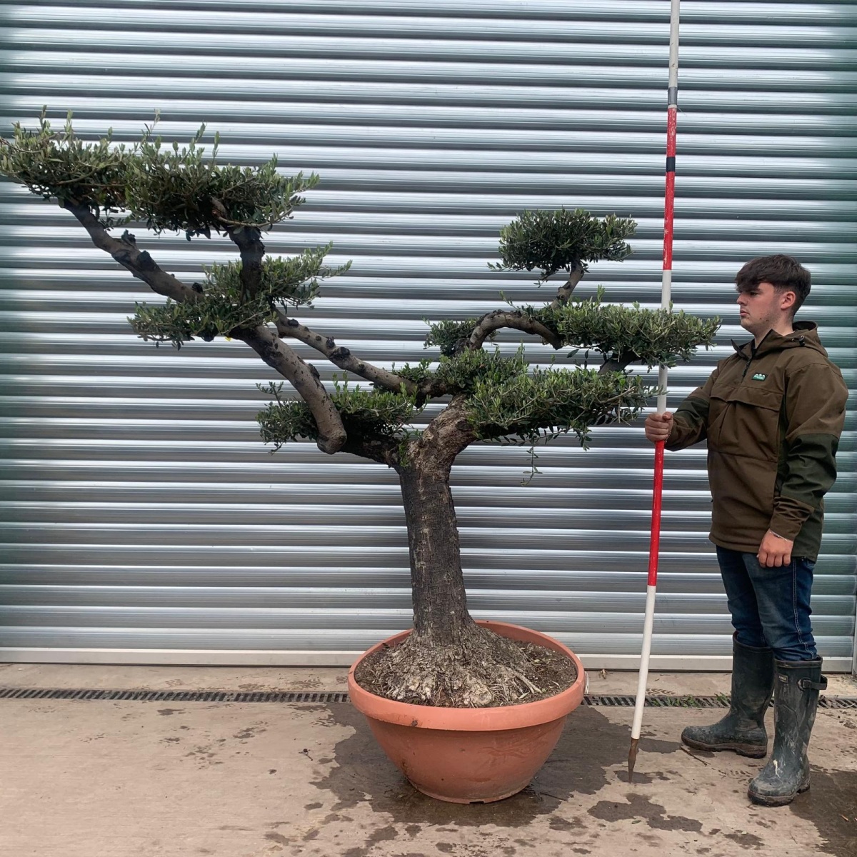 Stunning Old Trunk Cloud Specimen Olive Fruit Tree in our Bowl Format 20303