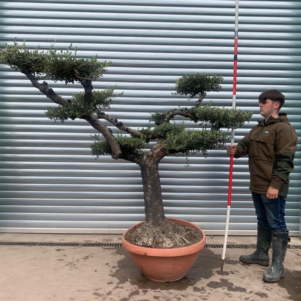 Stunning Old Trunk Cloud Specimen Olive Fruit Tree in our Bowl Format 20303
