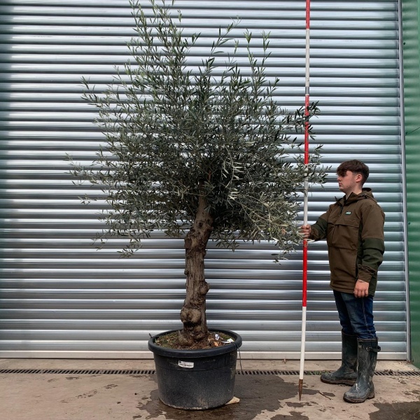 Lovely Specimen Olive Fruit Tree 20317