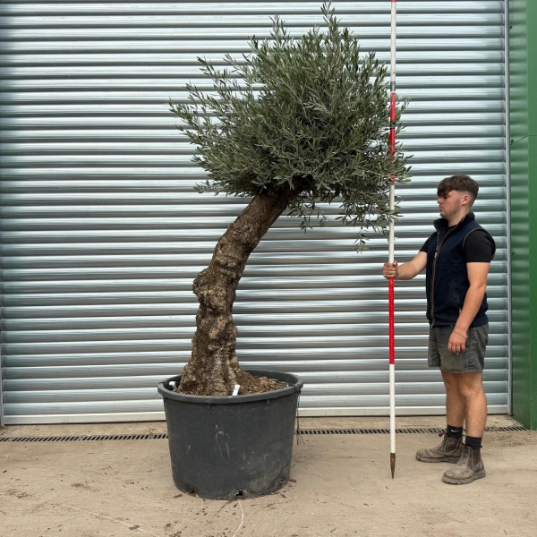 Quirky Windswept Natural Specimen Olive Fruit Tree 20345