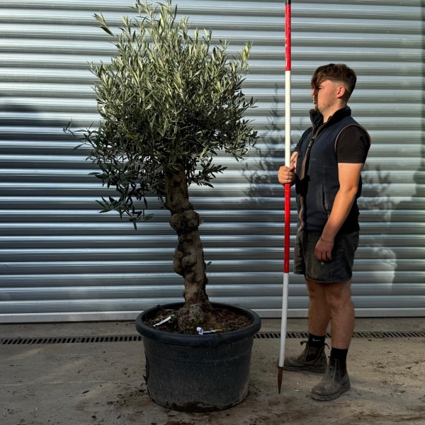 Super Specimen Olive Fruit Tree 20347