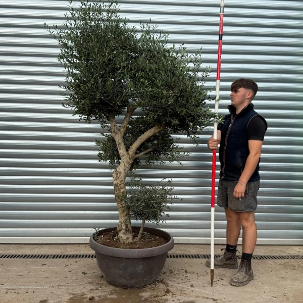 Architectural Branched and Shaped Feature Specimen Olive Fruit Tree in our Bowl Format 20348