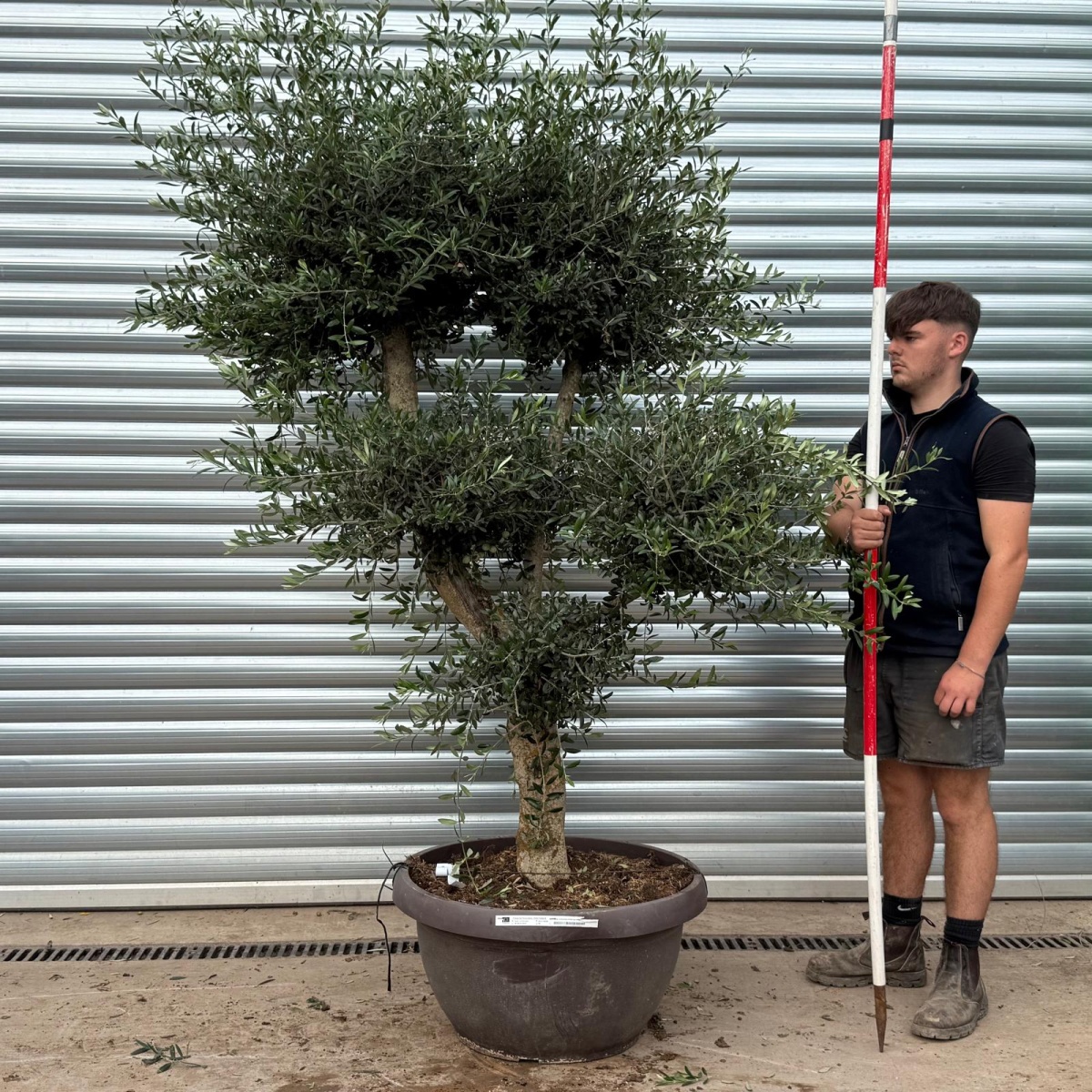 Architectural Branched and Shaped Feature Specimen Olive Fruit Tree in our Bowl Format 20351