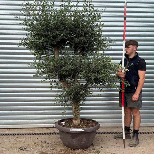 Architectural Branched and Shaped Feature Specimen Olive Fruit Tree in our Bowl Format 20351