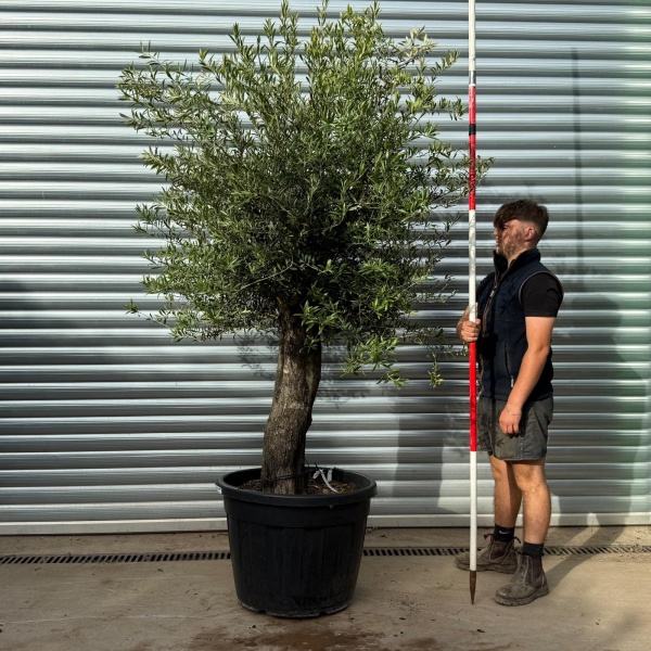 Super Specimen Olive Fruit Tree 20355