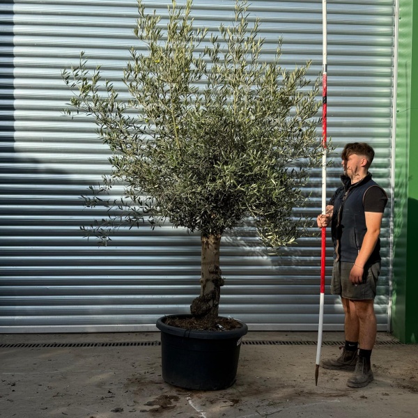 Lovely Specimen Olive Fruit Tree 20356