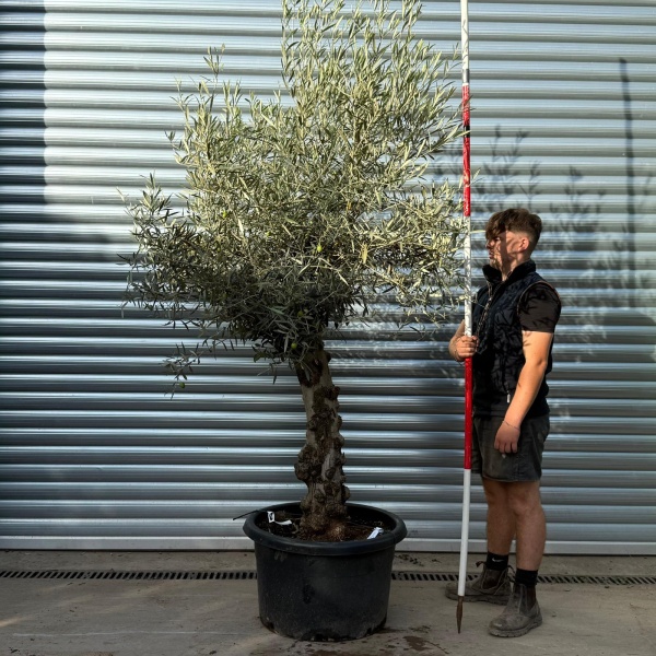 Lovely Specimen Olive Fruit Tree 20357