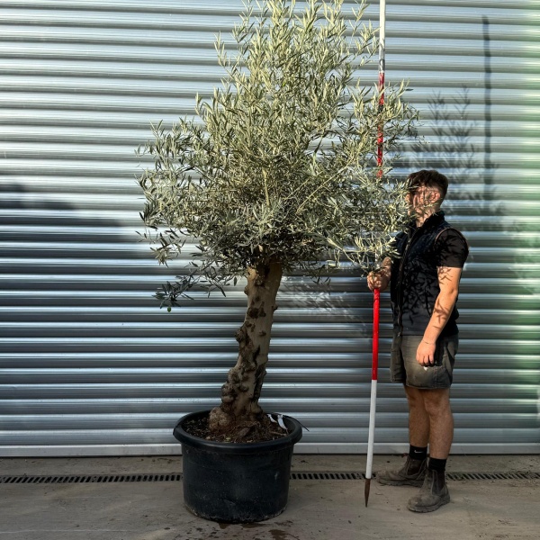 Lovely Specimen Olive Fruit Tree 20358